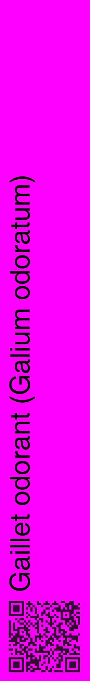 Étiquette de : Galium odoratum - format c - style noire51_basiquehel avec qrcode et comestibilité