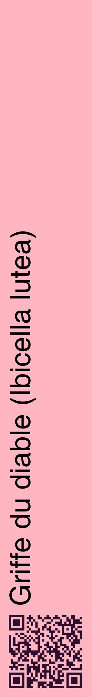 Étiquette de : Ibicella lutea - format c - style noire41_basiquehel avec qrcode et comestibilité