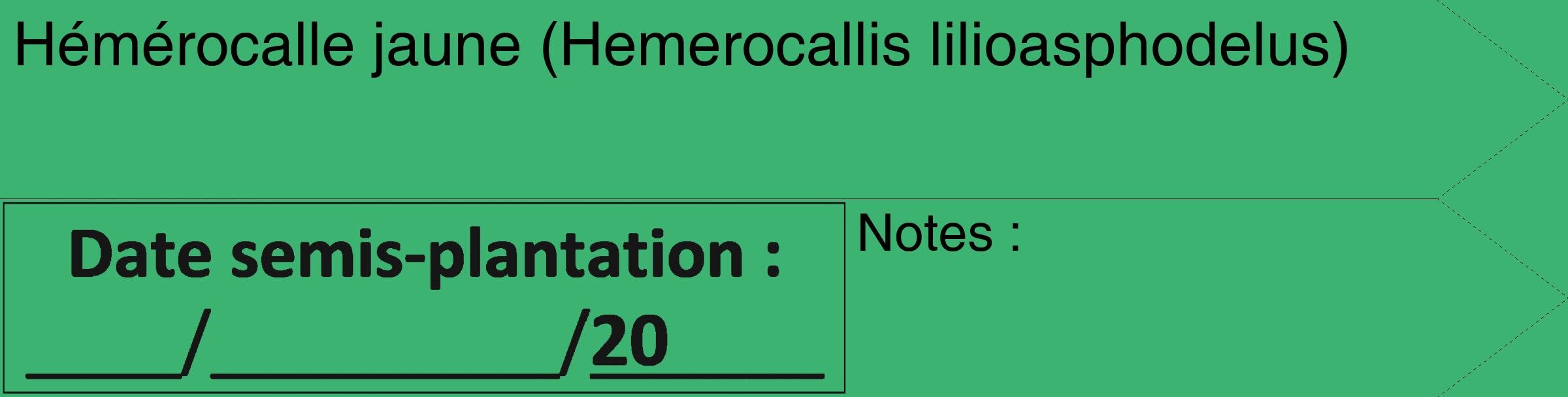 Étiquette de : Hemerocallis lilioasphodelus - format c - style noire12_simple_simplehel avec comestibilité