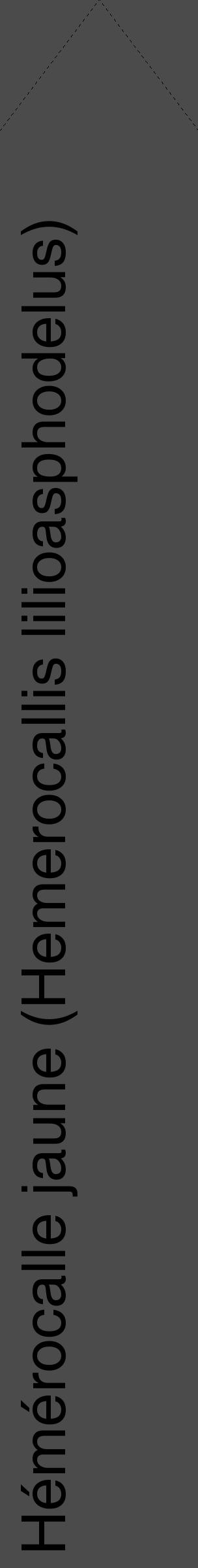 Étiquette de : Hemerocallis lilioasphodelus - format c - style noire9_simple_simplehel avec comestibilité - position verticale