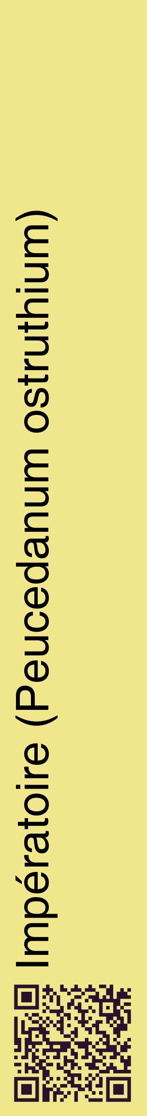 Étiquette de : Peucedanum ostruthium - format c - style noire20_basiquehel avec qrcode et comestibilité