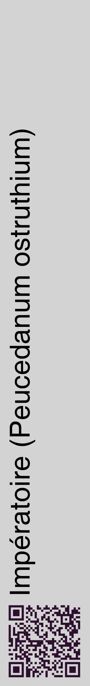 Étiquette de : Peucedanum ostruthium - format c - style noire56_basiquehel avec qrcode et comestibilité