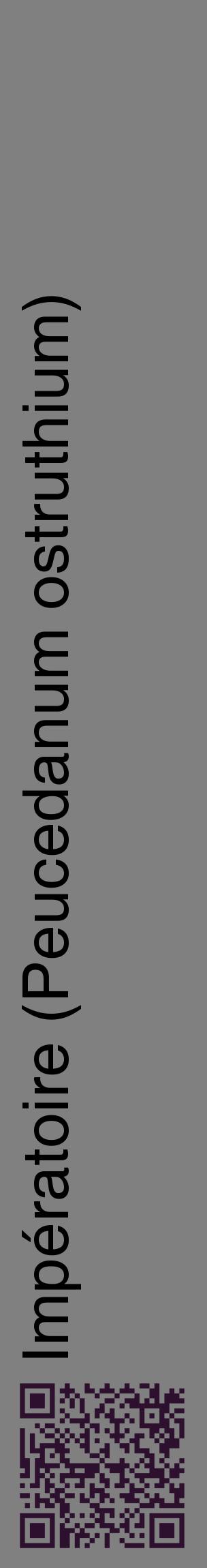 Étiquette de : Peucedanum ostruthium - format c - style noire57_basiquehel avec qrcode et comestibilité