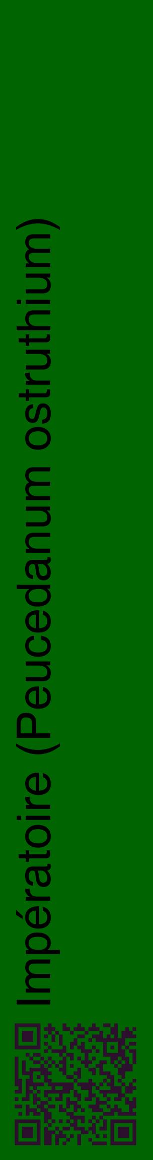 Étiquette de : Peucedanum ostruthium - format c - style noire8_basiquehel avec qrcode et comestibilité