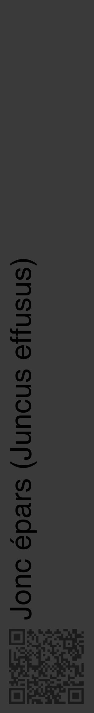 Étiquette de : Juncus effusus - format c - style noire8_basique_basiquehel avec qrcode et comestibilité - position verticale