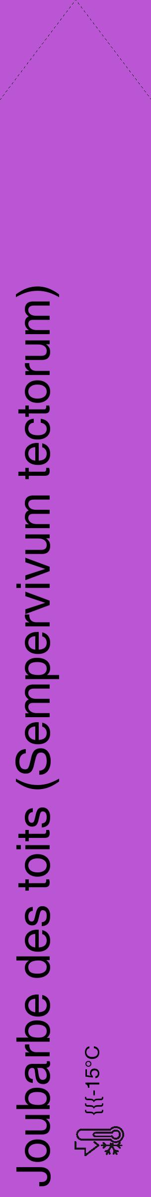 Étiquette de : Sempervivum tectorum - format c - style noire50_simple_simplehel avec comestibilité - position verticale
