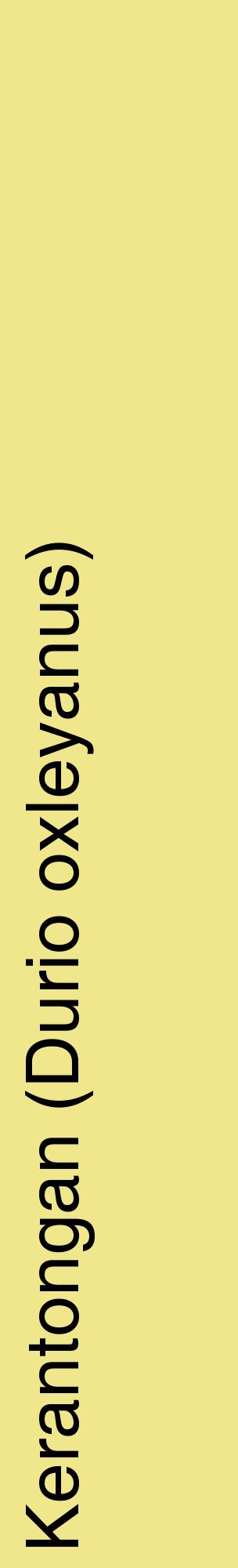 Étiquette de : Durio oxleyanus - format c - style noire20_basiquehel avec comestibilité