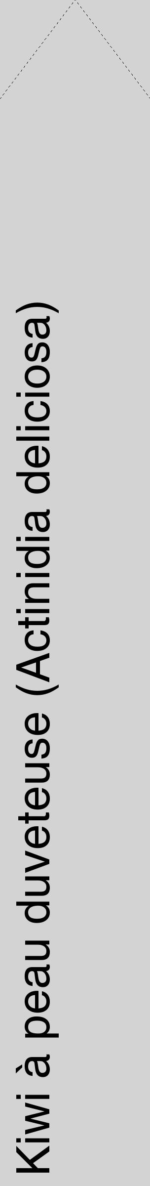 Étiquette de : Actinidia deliciosa - format c - style noire56_simplehel avec comestibilité