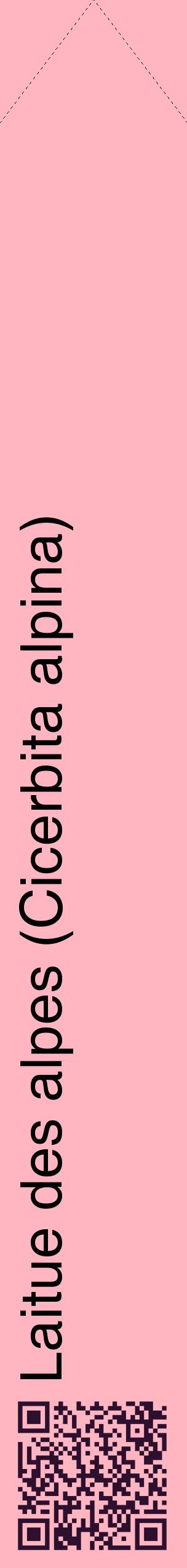 Étiquette de : Cicerbita alpina - format c - style noire41_simplehel avec qrcode et comestibilité