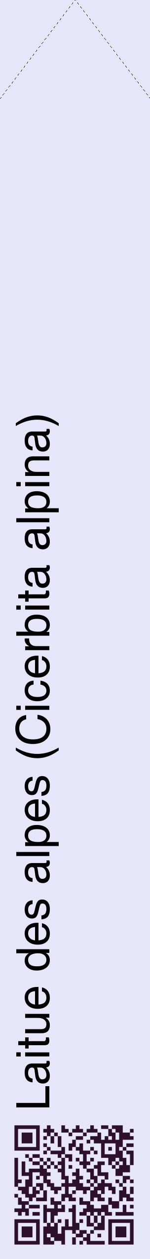 Étiquette de : Cicerbita alpina - format c - style noire55_simplehel avec qrcode et comestibilité