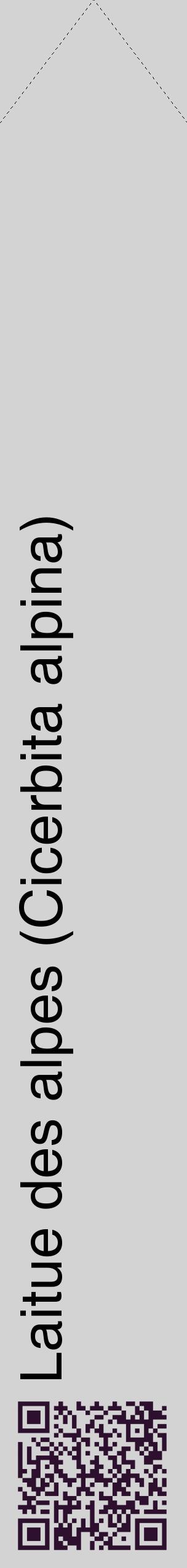 Étiquette de : Cicerbita alpina - format c - style noire56_simplehel avec qrcode et comestibilité