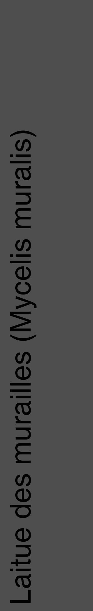 Étiquette de : Mycelis muralis - format c - style noire33_basique_basiquehel avec comestibilité - position verticale