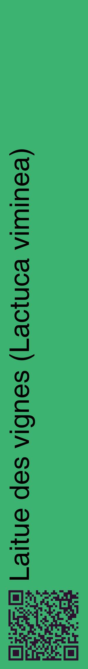 Étiquette de : Lactuca viminea - format c - style noire12_basiquehel avec qrcode et comestibilité