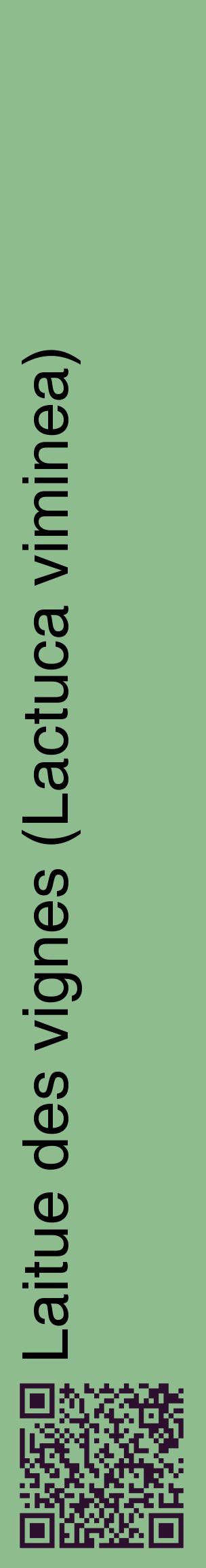 Étiquette de : Lactuca viminea - format c - style noire13_basiquehel avec qrcode et comestibilité