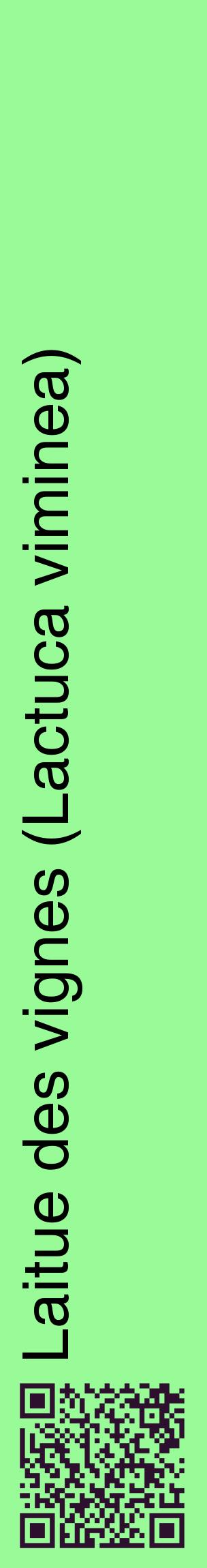 Étiquette de : Lactuca viminea - format c - style noire14_basiquehel avec qrcode et comestibilité