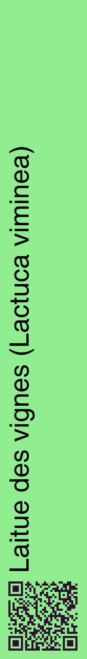Étiquette de : Lactuca viminea - format c - style noire15_basiquehel avec qrcode et comestibilité