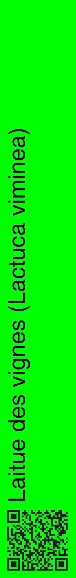 Étiquette de : Lactuca viminea - format c - style noire16_basiquehel avec qrcode et comestibilité