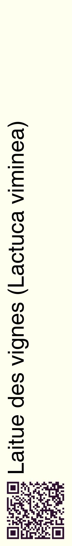 Étiquette de : Lactuca viminea - format c - style noire19_basiquehel avec qrcode et comestibilité