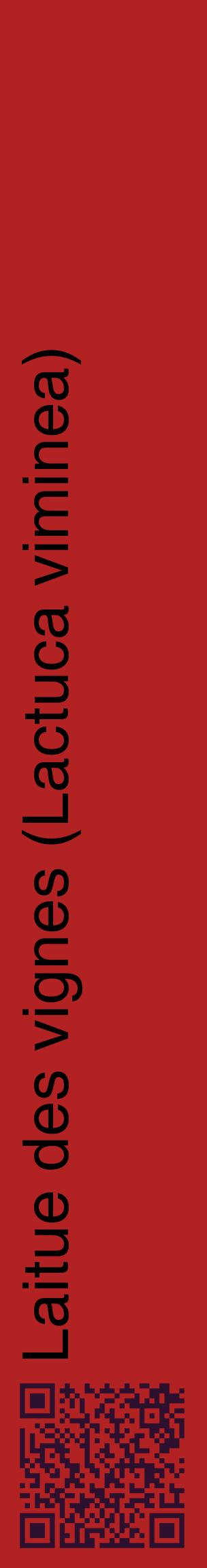 Étiquette de : Lactuca viminea - format c - style noire28_basiquehel avec qrcode et comestibilité