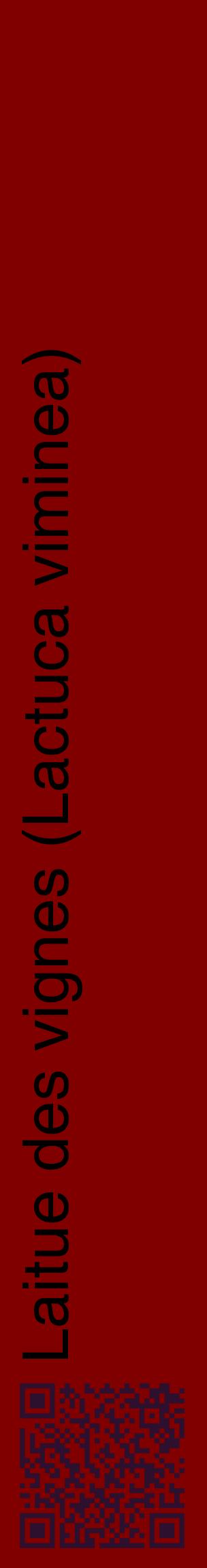 Étiquette de : Lactuca viminea - format c - style noire29_basiquehel avec qrcode et comestibilité