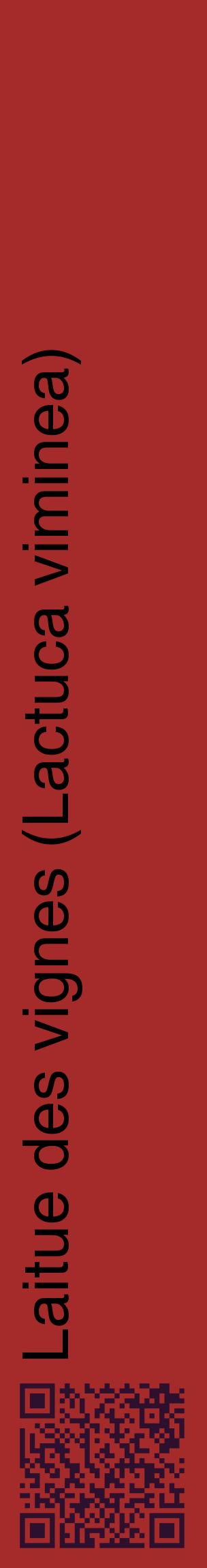 Étiquette de : Lactuca viminea - format c - style noire33_basiquehel avec qrcode et comestibilité