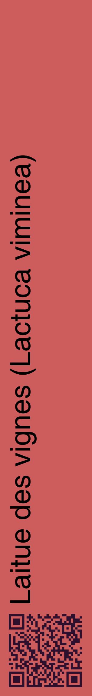 Étiquette de : Lactuca viminea - format c - style noire35_basiquehel avec qrcode et comestibilité