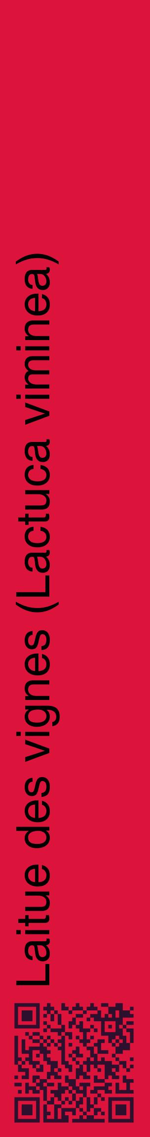 Étiquette de : Lactuca viminea - format c - style noire36_basiquehel avec qrcode et comestibilité