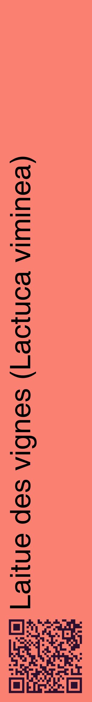Étiquette de : Lactuca viminea - format c - style noire38_basiquehel avec qrcode et comestibilité