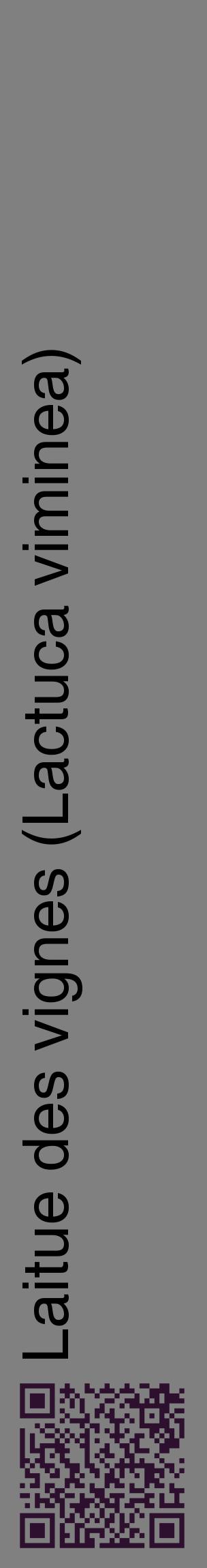 Étiquette de : Lactuca viminea - format c - style noire57_basiquehel avec qrcode et comestibilité