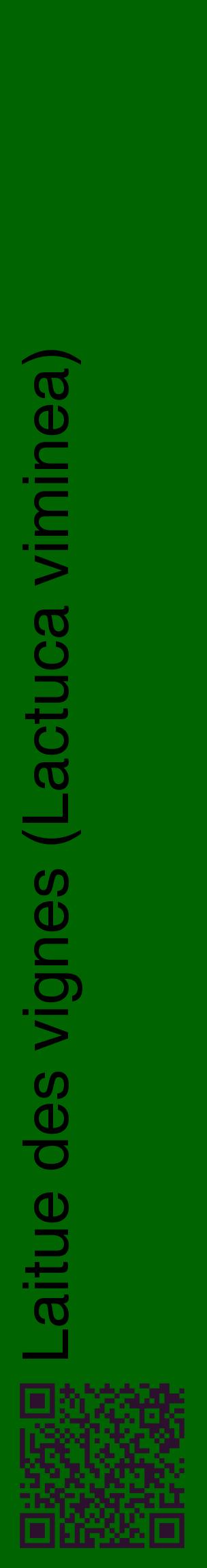 Étiquette de : Lactuca viminea - format c - style noire8_basiquehel avec qrcode et comestibilité