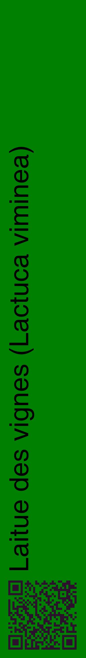 Étiquette de : Lactuca viminea - format c - style noire9_basiquehel avec qrcode et comestibilité