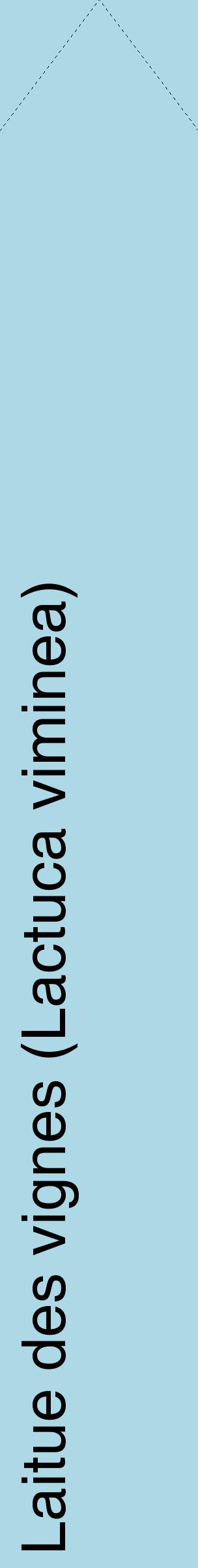 Étiquette de : Lactuca viminea - format c - style noire0_simplehel avec comestibilité