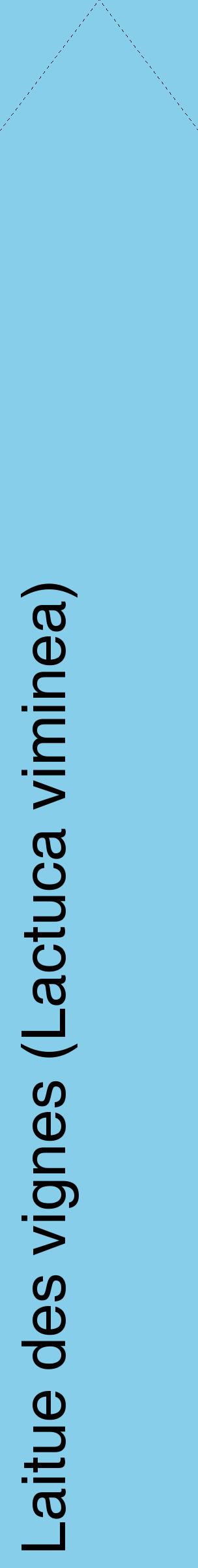 Étiquette de : Lactuca viminea - format c - style noire1_simplehel avec comestibilité