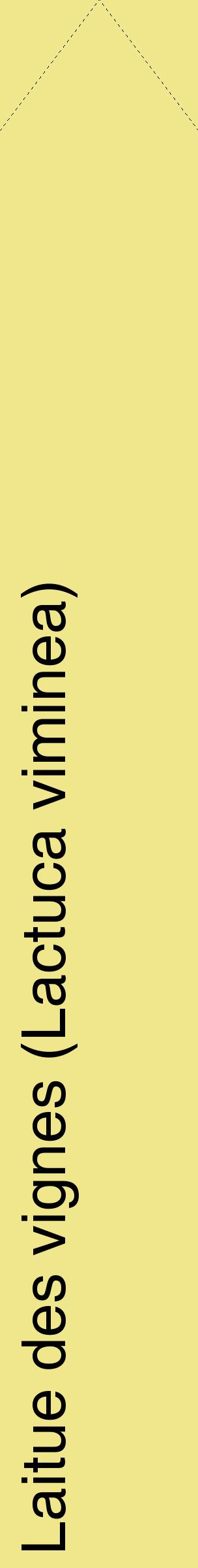 Étiquette de : Lactuca viminea - format c - style noire20_simplehel avec comestibilité