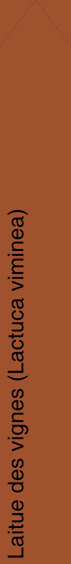 Étiquette de : Lactuca viminea - format c - style noire32_simplehel avec comestibilité