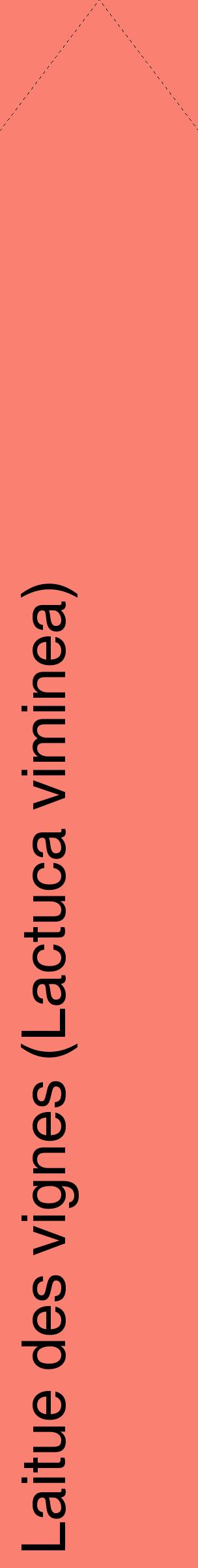 Étiquette de : Lactuca viminea - format c - style noire38_simplehel avec comestibilité