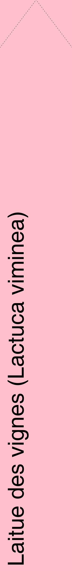 Étiquette de : Lactuca viminea - format c - style noire40_simplehel avec comestibilité