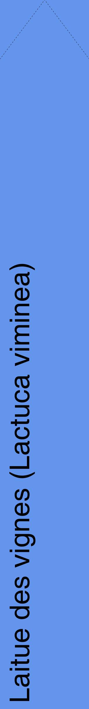 Étiquette de : Lactuca viminea - format c - style noire4_simplehel avec comestibilité