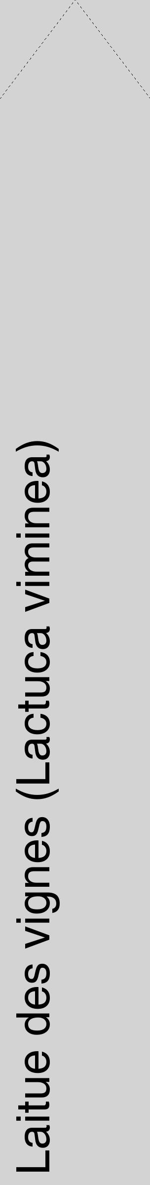 Étiquette de : Lactuca viminea - format c - style noire56_simplehel avec comestibilité