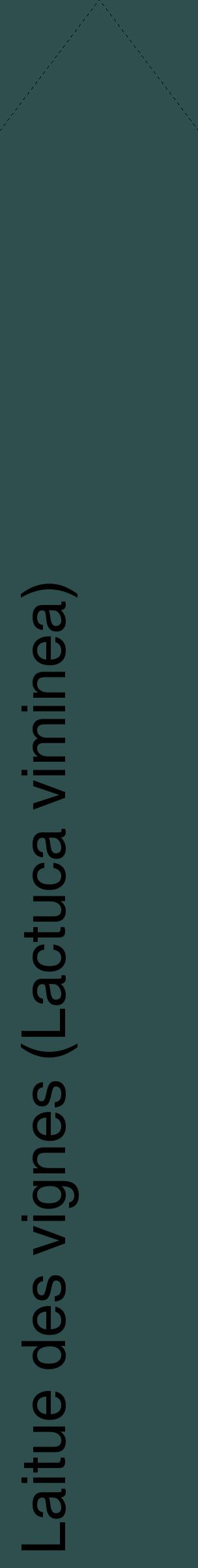 Étiquette de : Lactuca viminea - format c - style noire58_simplehel avec comestibilité