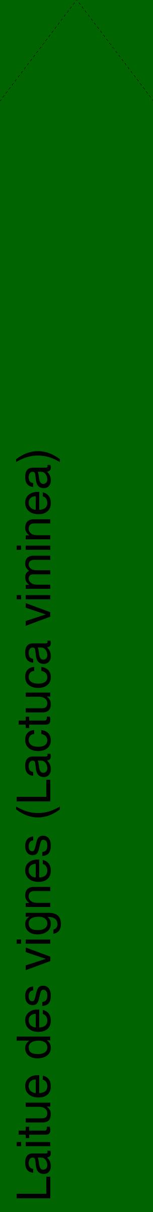 Étiquette de : Lactuca viminea - format c - style noire8_simplehel avec comestibilité
