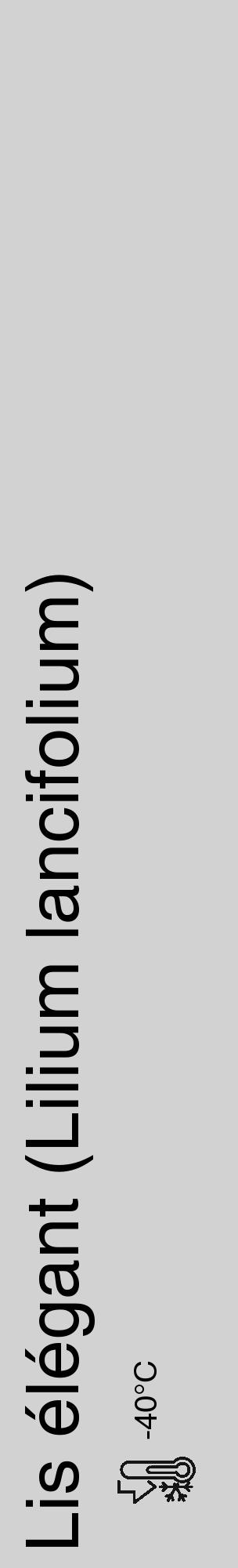 Étiquette de : Lilium lancifolium - format c - style noire14_basique_basiquehel avec comestibilité - position verticale