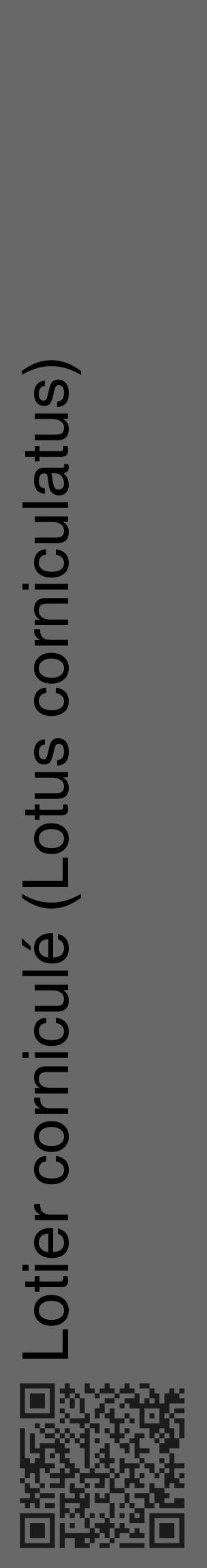 Étiquette de : Lotus corniculatus - format c - style noire6_basique_basiquehel avec qrcode et comestibilité - position verticale