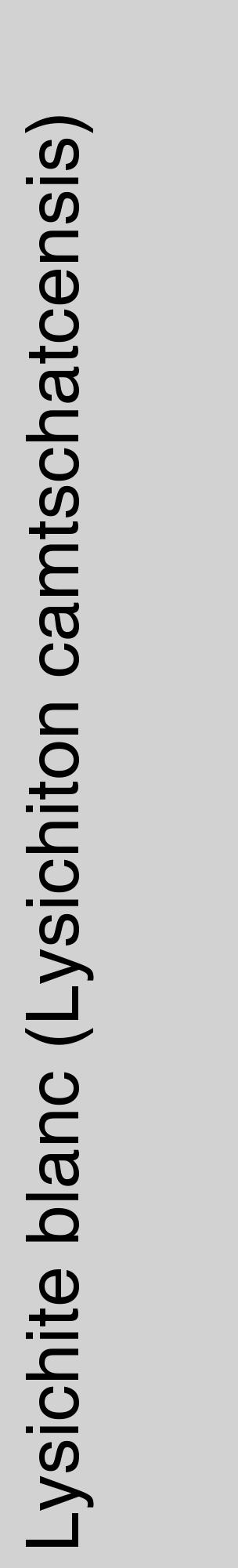 Étiquette de : Lysichiton camtschatcensis - format c - style noire14_basique_basiquehel avec comestibilité - position verticale