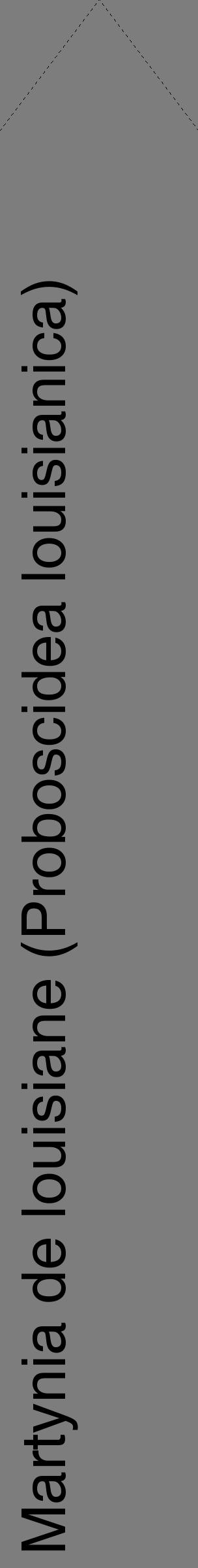 Étiquette de : Proboscidea louisianica - format c - style noire35_simple_simplehel avec comestibilité - position verticale