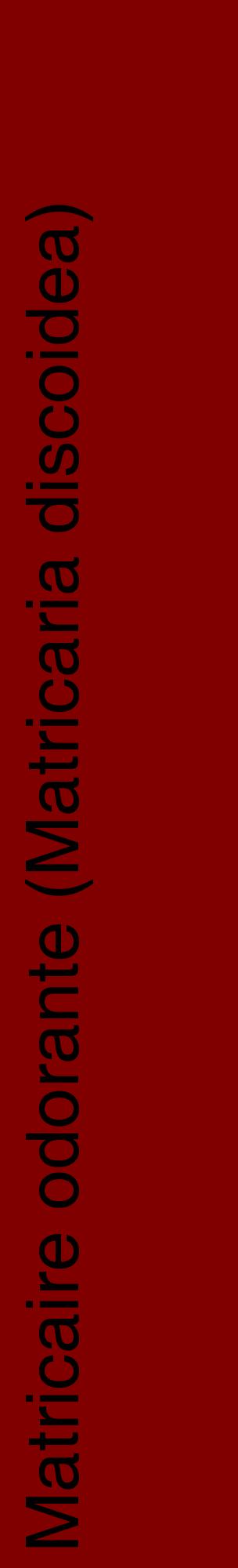 Étiquette de : Matricaria discoidea - format c - style noire29_basiquehel avec comestibilité