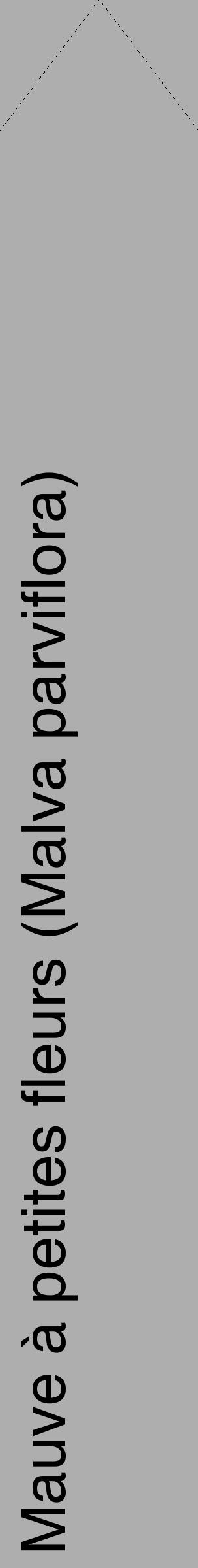 Étiquette de : Malva parviflora - format c - style noire53_simple_simplehel avec comestibilité - position verticale