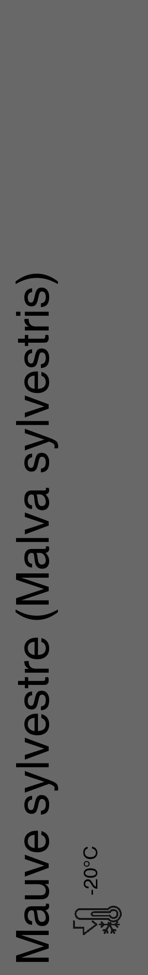 Étiquette de : Malva sylvestris - format c - style noire6_basique_basiquehel avec comestibilité - position verticale