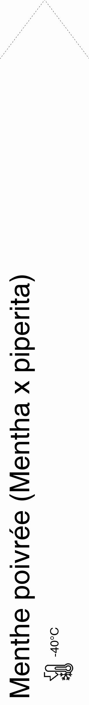 Étiquette de : Mentha x piperita - format c - style noire19_simple_simplehel avec comestibilité - position verticale