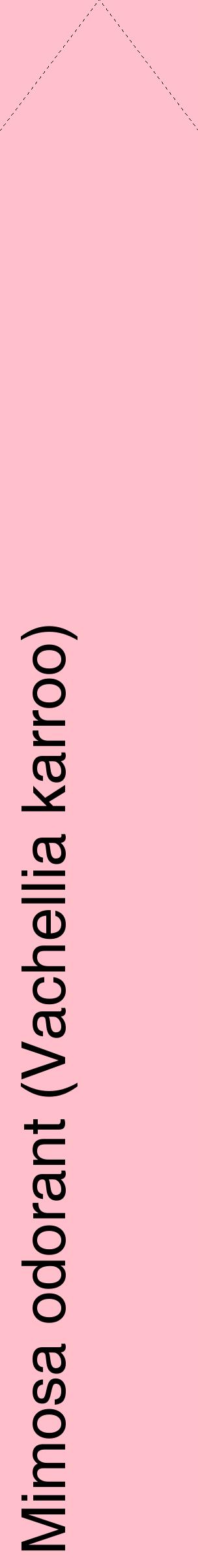 Étiquette de : Vachellia karroo - format c - style noire40_simplehel avec comestibilité
